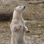 polar bear standing