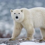 Polar-bear-995851